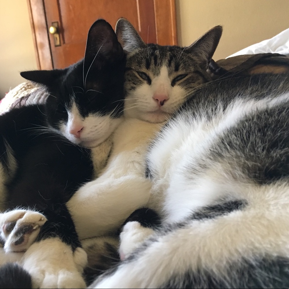 Meet your Posher, Carrie